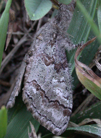 Sharp-lined Tussock